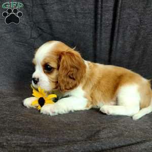 Mr Huckabuck, Cavalier King Charles Spaniel Puppy